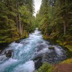 mckenzie river, central oregon, forest-5129717.jpg